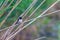 Barn SwallowÂ on a Reed Hirundo rustica